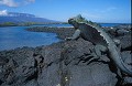 Iguanes marins (Amblyrhynchus cristatus)  - île de Fernandina - Galapagos Ref:36870
